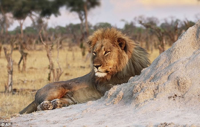 津巴布韦明星狮子王塞西尔的弟弟Jericho