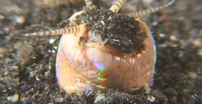 ����ɱ�֡������س桱��Bobbit Worm��Ǳ������ɳ�� ˲�䲶ʳС��