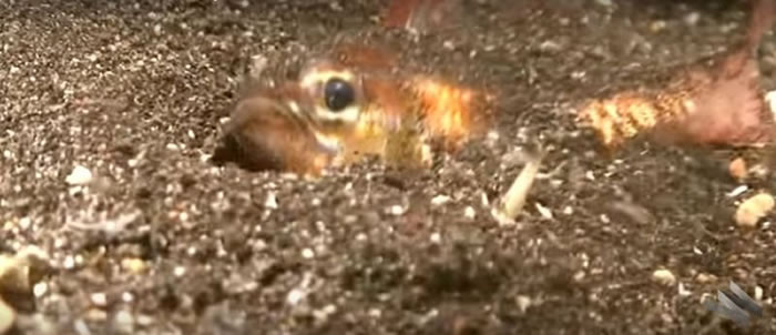 ����ɱ�֡������س桱��Bobbit Worm��Ǳ������ɳ�� ˲�䲶ʳС��