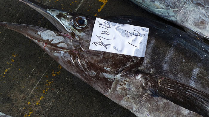 资料显示,人类偏好捕捞海洋大型物种。摄影:陈文姿。