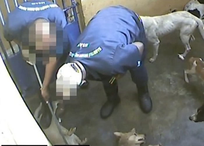 工作人员用混合化学品令狗只在痛苦中死去。