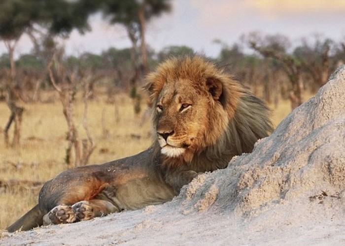 ����ʨ�����ֵܽ����ȥ����