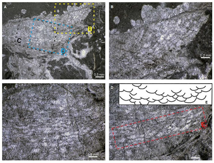 ҡƿʯڵĭ׺ࡣA. ĭ׺ȫòB-D. ĭ׺ϸڡE. ĭġͼ