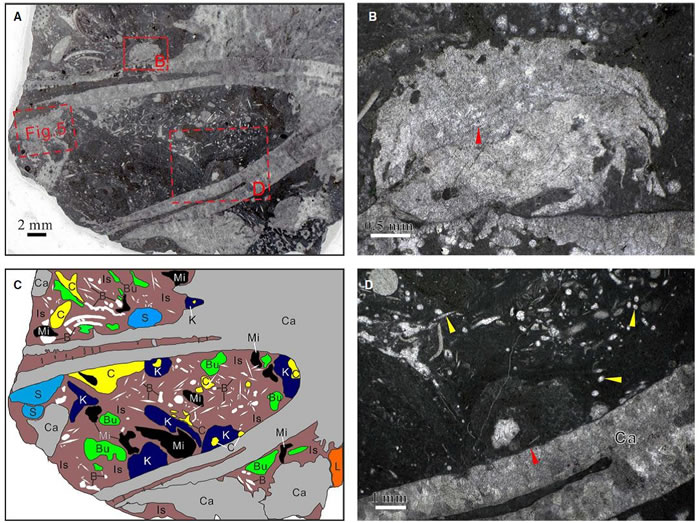 ƿʯǻڵĸֻʯA. ʾƿʯǻıƬƬB. ƿʯڵĭ׺ƬC. ƿʯǻıƬƬɫġͼD.ƿʯڵĺ