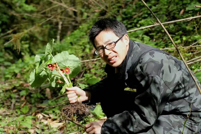 四川北川县小寨子沟国家级自然保护区发现一种新的植物:北川驴蹄草
