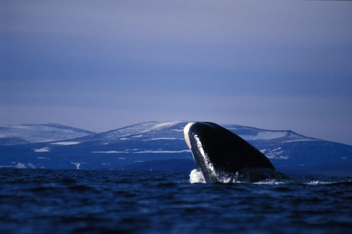 弓头鲸会穿过该地区