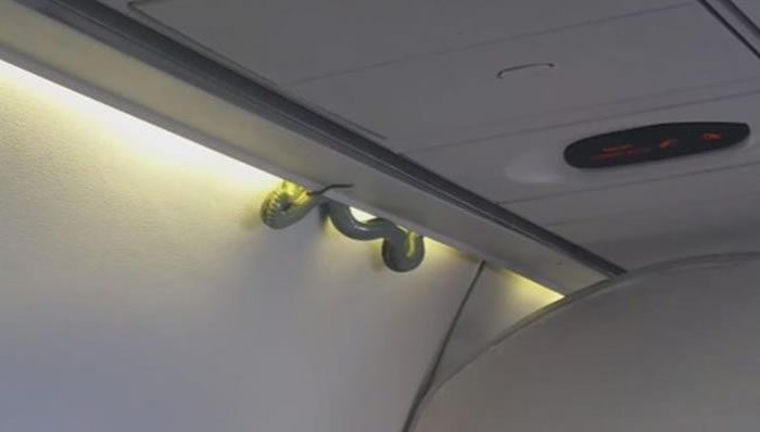 墨西哥国际航空班机惊见1.5公尺长绿色大蛇
