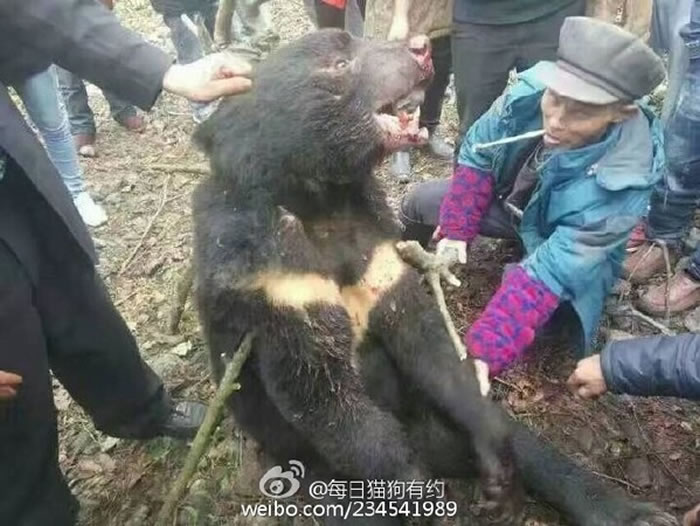 四川省大凉山小黑熊疑似迷路误入村庄被村民“活剥火烤”