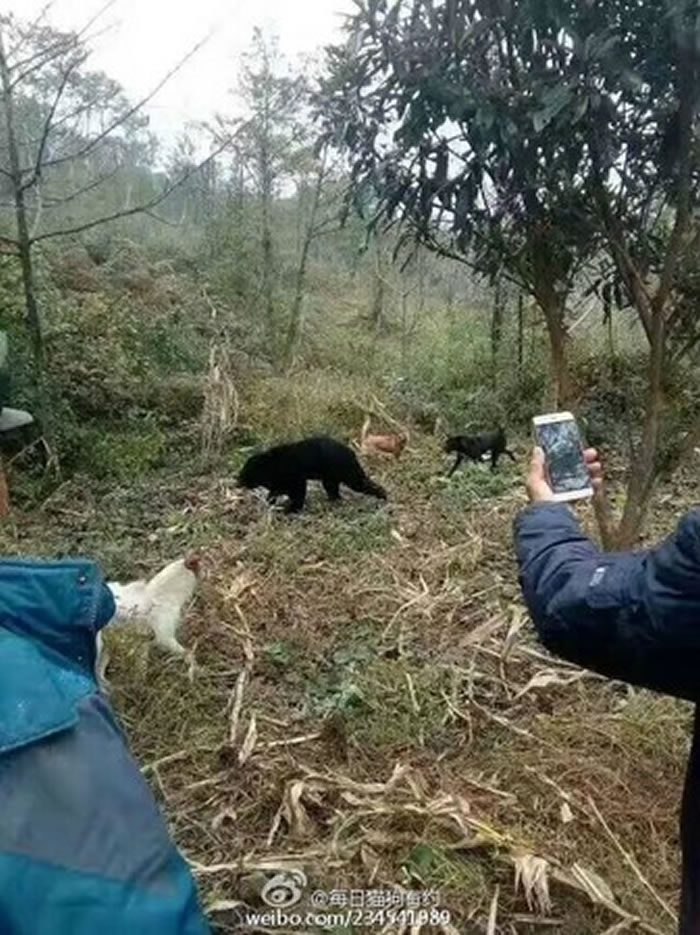 四川省大凉山小黑熊疑似迷路误入村庄被村民“活剥火烤”