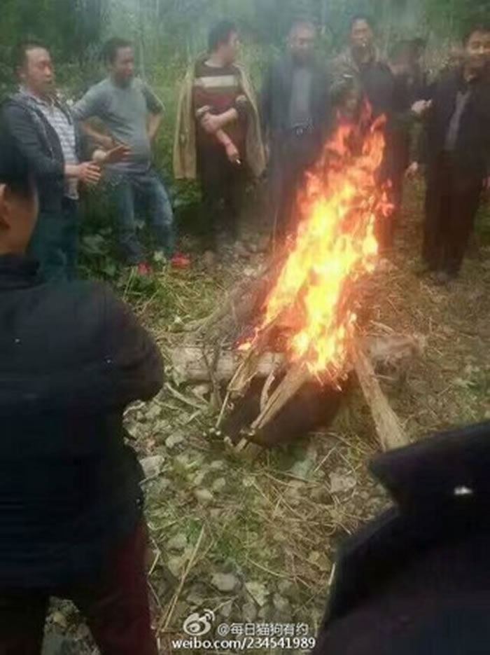 四川省大凉山小黑熊疑似迷路误入村庄被村民“活剥火烤”