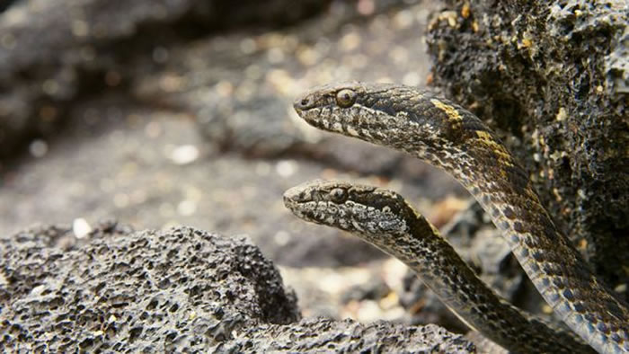 BBC行星地球2(地球脉动):加拉帕戈斯群岛小鬣蜥一出生就被一群游蛇追杀