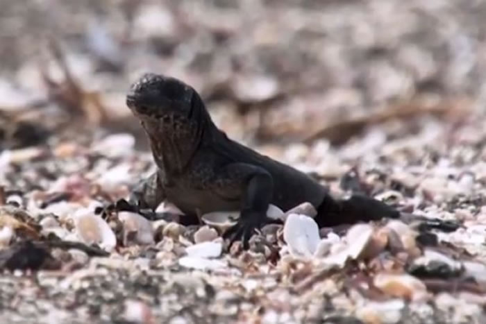 BBC行星地球2(地球脉动):加拉帕戈斯群岛小鬣蜥一出生就被一群游蛇追杀