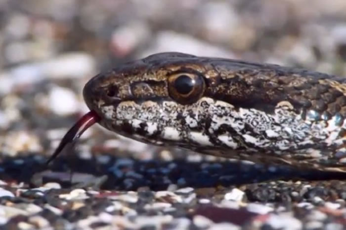 BBC行星地球2(地球脉动):加拉帕戈斯群岛小鬣蜥一出生就被一群游蛇追杀