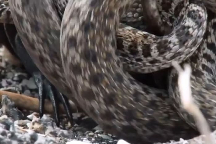 BBC行星地球2(地球脉动):加拉帕戈斯群岛小鬣蜥一出生就被一群游蛇追杀