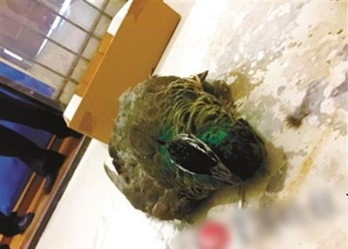 �Ӹߴ�׹�µ�����ȸ����������