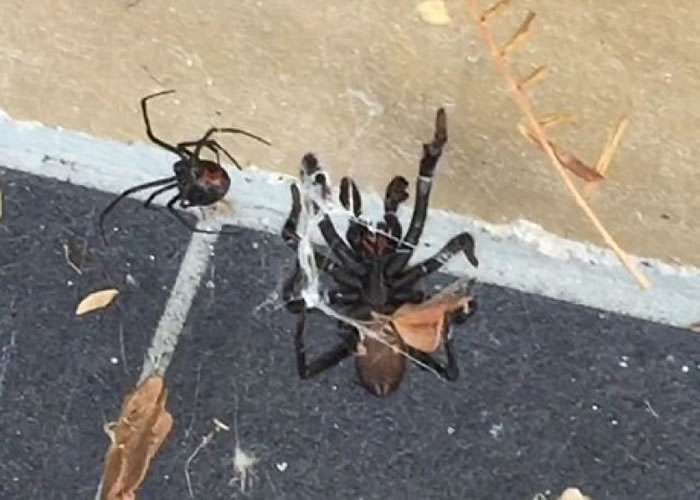 黑寡妇(左)发动蜘蛛丝攻势,制服漏斗网蜘蛛(右)。