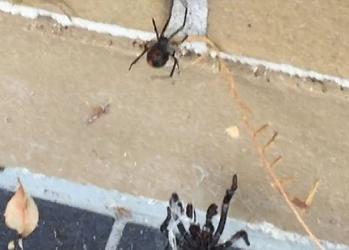 黑寡妇(上)其后亦看似失去兴趣,于是离开。