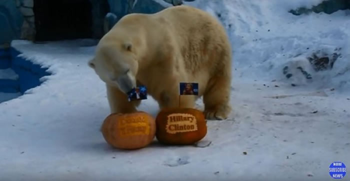 北极熊:看我来发功,我预测川普会当选哦。