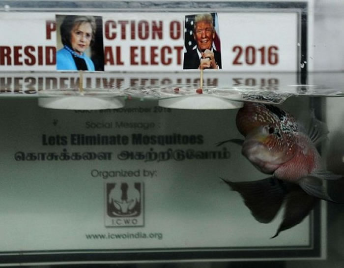 羌纳迦三世:只要被我的头顶到就会当选。