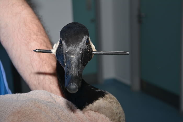 Ӣ����������԰һֻҰ����ͷ����ʮ�ֹ����̴�������Ӿ