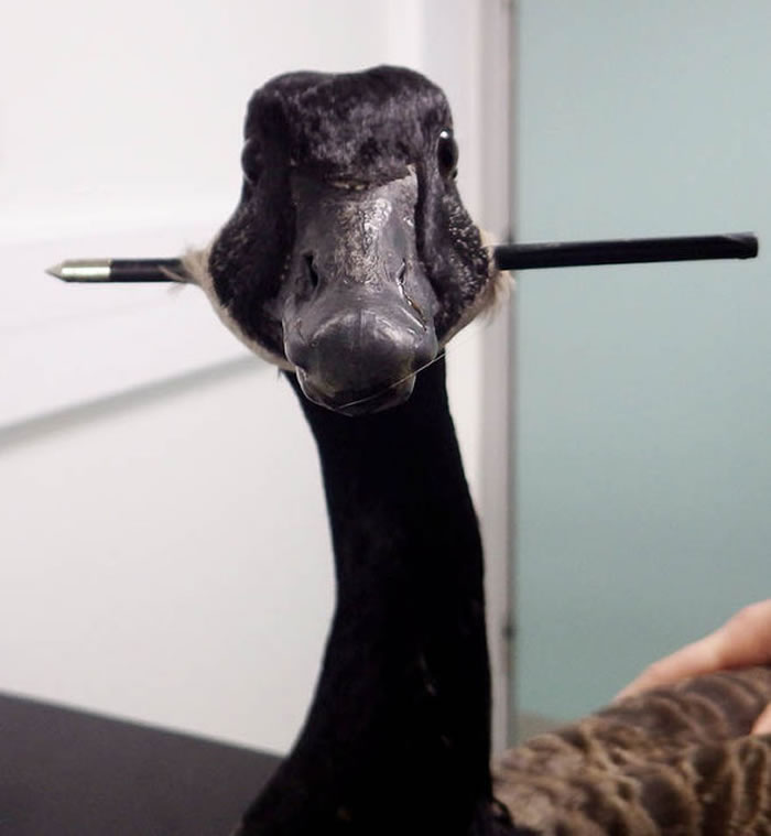 Ӣ����������԰һֻҰ����ͷ����ʮ�ֹ����̴�������Ӿ