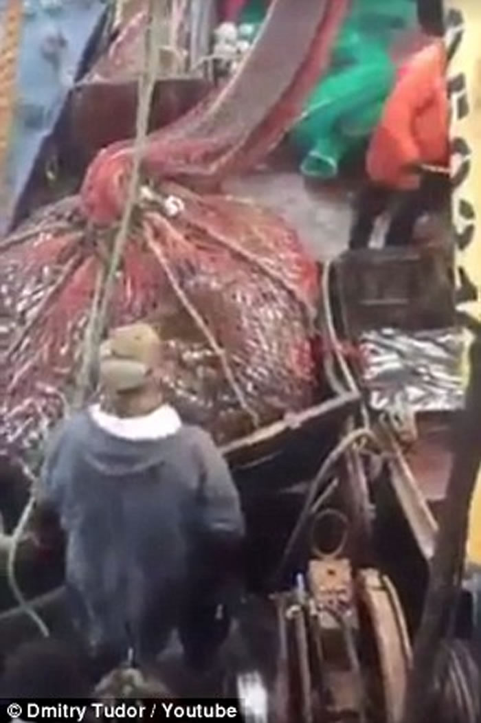 ����˹�������������Ⲷ��һֻ��ʨ