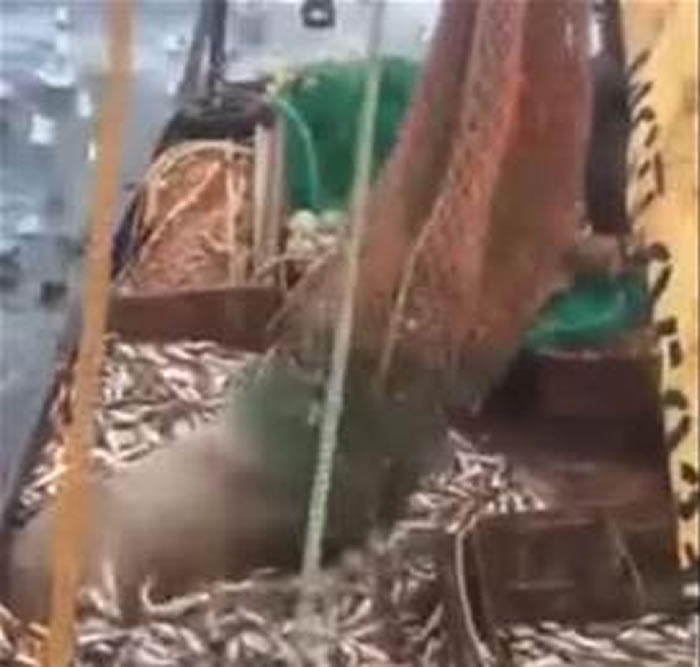 ����˹�������������Ⲷ��һֻ��ʨ