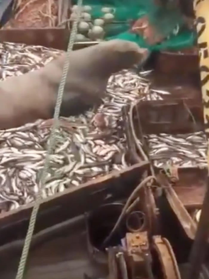 ����˹�������������Ⲷ��һֻ��ʨ