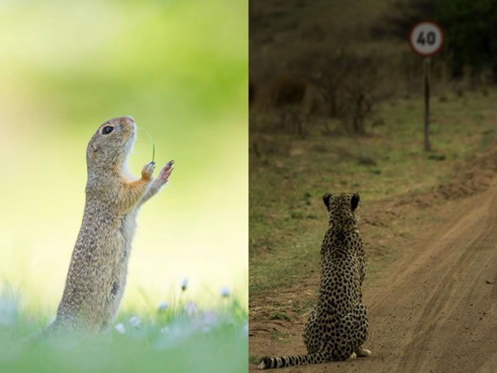 (左)整个大自然都是我的乐章、(右)当豹看到速限,才真的是「蓝瘦香菇!」
