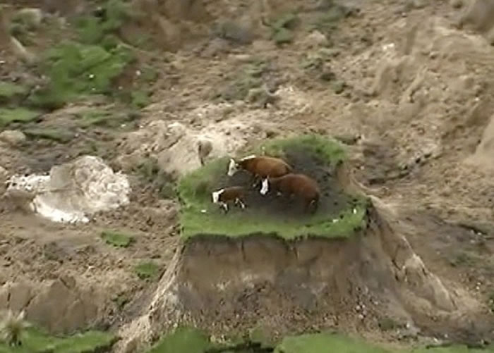 �������ϵ�7.8��ǿ�ҵ��� 3ͷţ�����ڡ��µ���