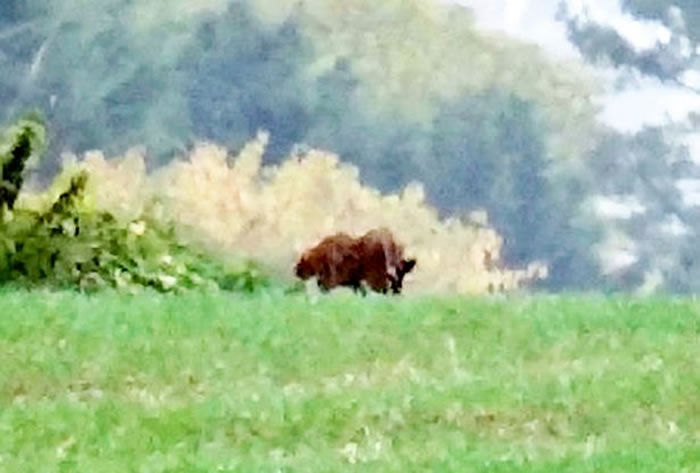 片段解像度甚低,故此无法从中判断哪是什么生物。
