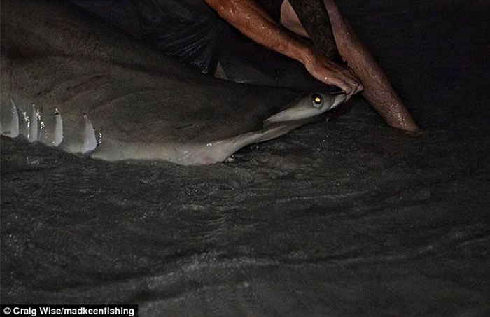 ������˹��������ɹ�����3.85�׳���ͷ�� ������������ʧ�����¼