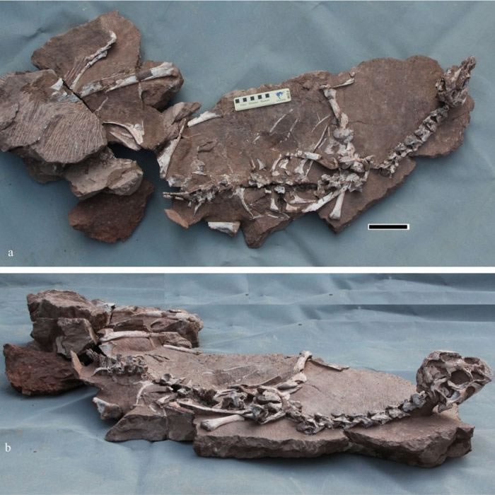 江西赣州恐龙动物群又增新成员——泥潭通天龙