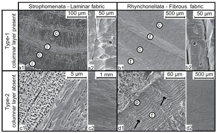 ���㶯���ɨ��羵ͼ��