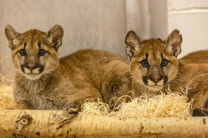 2ֻС����ʨ��������һ��