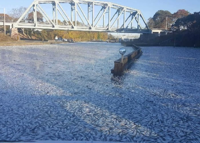 运河上满布死鱼。