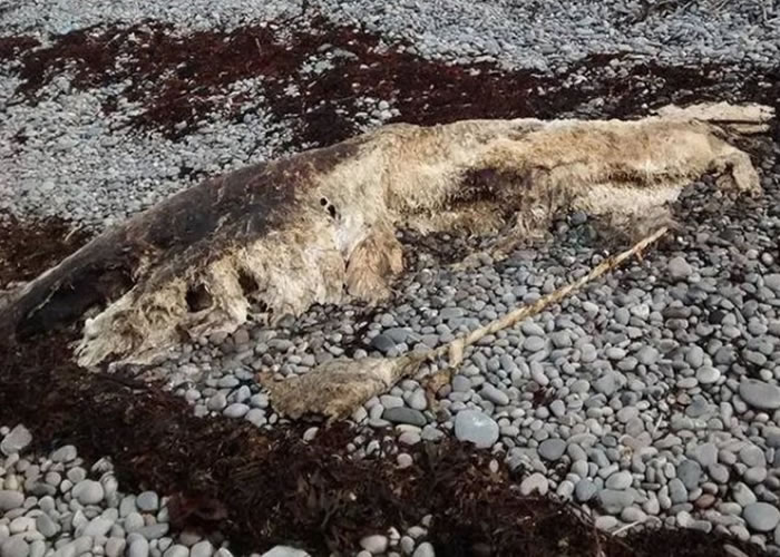 ��������ͷ������ʬ���ϰ���