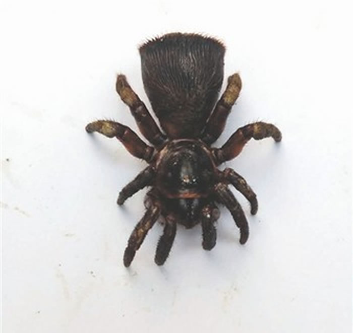 中国只发现过6只:四川蒲江村民在树林里挖出罕见蜘蛛 学名为里氏盘腹蛛