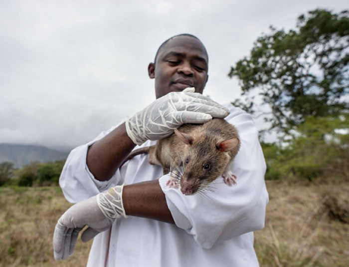 非洲巨鼠将受训在货轮上嗅出非法盗猎的野生动物输出品