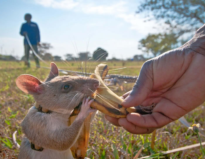 当它们能成功找到正确的气味时,就可以得到香蕉、花生之类的奖赏。