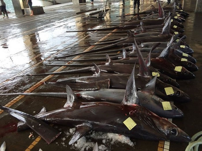 染血的长尾鲨倒在碎冰地上。(图/翻摄自Kennets Peng脸书)