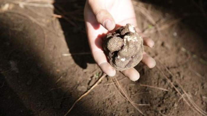 松露被称具有增强免疫力、抗衰老等药用价值。