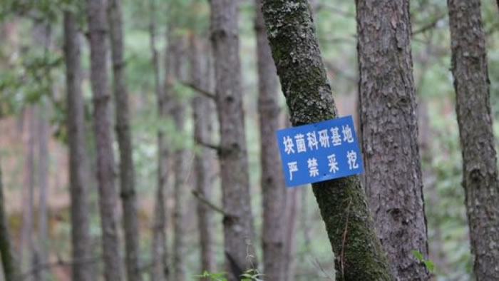 简体平成立攀枝花万宝块菌基地。