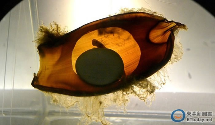 出生6周的猫鲨卵鞘,里面微微透出金光。(图/屏东海生馆提供)