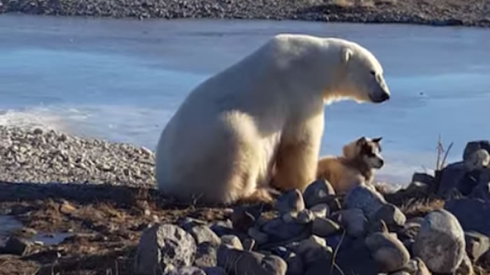 北极熊温柔抚摸哈士奇只是假象!真相令人不寒而栗