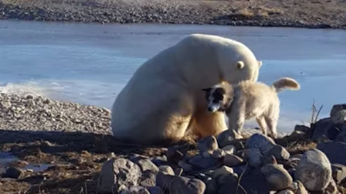 北极熊温柔抚摸哈士奇只是假象!真相令人不寒而栗