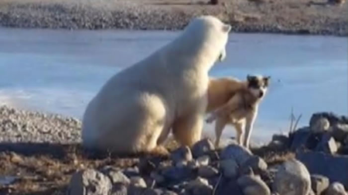 北极熊温柔抚摸哈士奇只是假象!真相令人不寒而栗