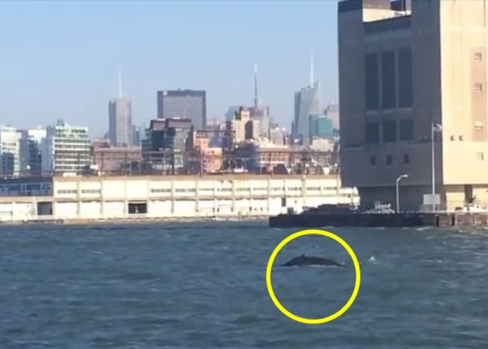 ����ŦԼ�����о����û��