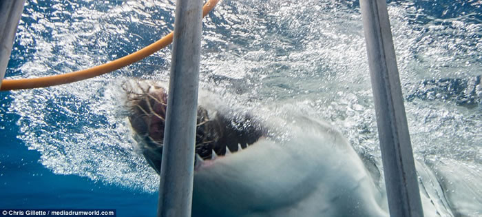 ������Ӱʦ��ī����Ǳˮ�������ͻϮҧ����������