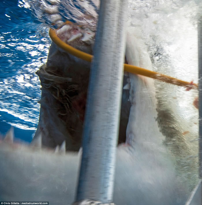 ������Ӱʦ��ī����Ǳˮ�������ͻϮҧ����������